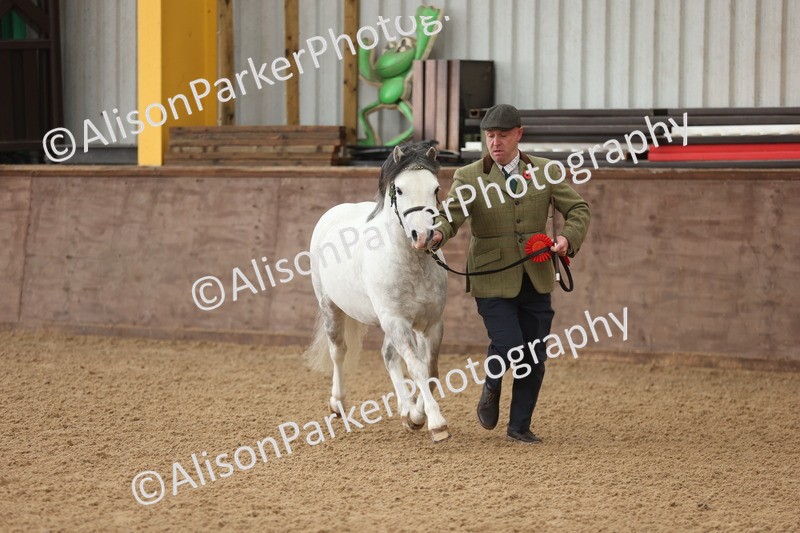 20251109-0539 - Class 20 - Stallions 4 Years and over