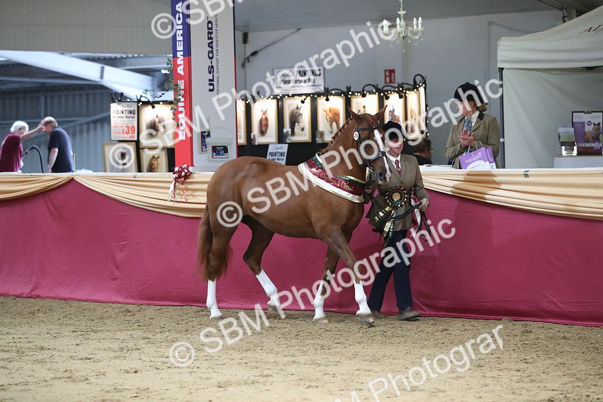 SBM_06615 - Regional IH Champ