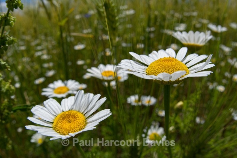 Cereal field with wild flowers, Colfiorito, Umbria, Italy - Wild Flowers - 1