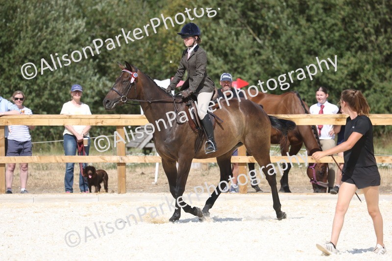 20260802-0733 - Class 8 - Best Riding Horse or Pony