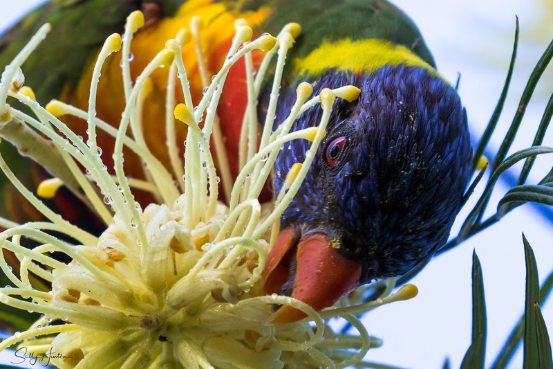 Wet Lorikeet 1