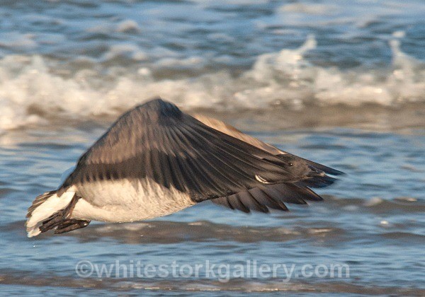 Light Bellied Brent Goose, West Beach, Nairn - January - Nairn, Scottish Highlands - Zero Miles