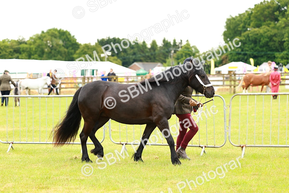 SBM_00346 - Class 58-67 - M&M Non Welsh Pony In hand