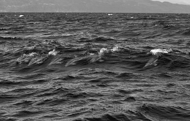 Common Dolphin, Pico Island, Azores.ref cd pico 3 - WHALES & DOLPHINS ( PICO, AZORES MAY 2013 & 2014 )