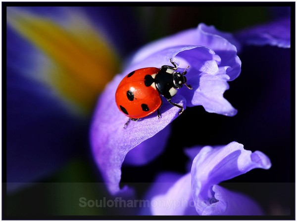Moody Blue - Invertebrate's Macro