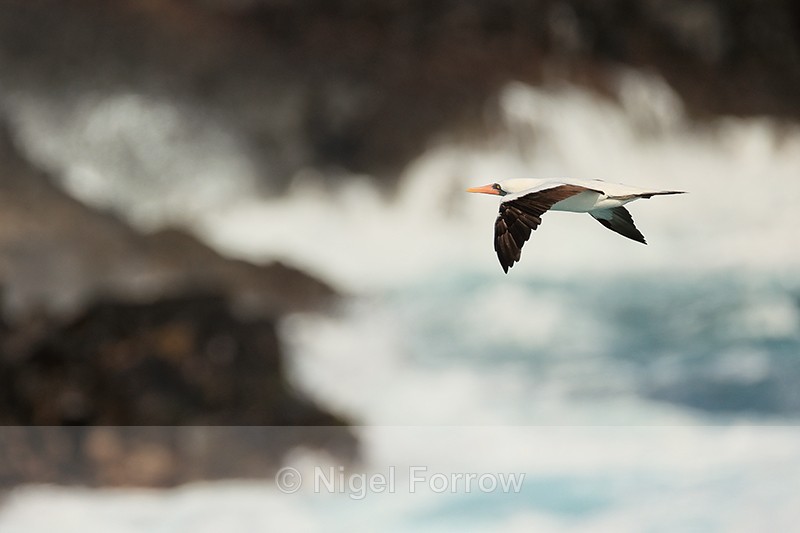 Nazca Booby flying, rough sea, Espanola, Galapagos - Nazca Booby