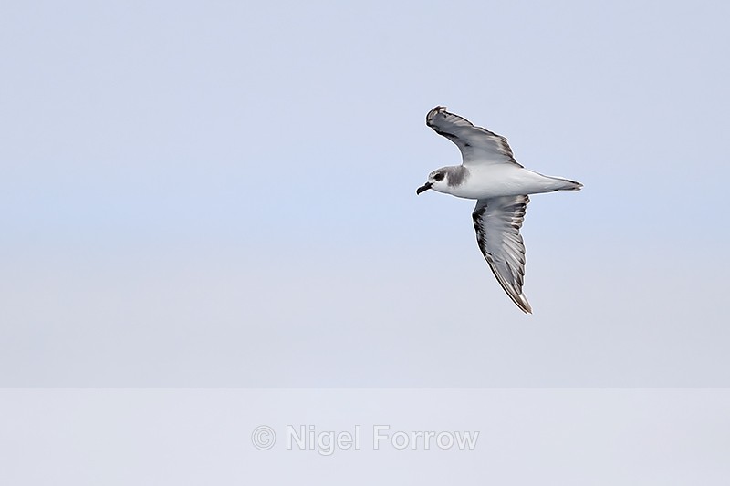 Masatierra Petrel in flight, Chile - Masatierra (De Filippi's) Petrel
