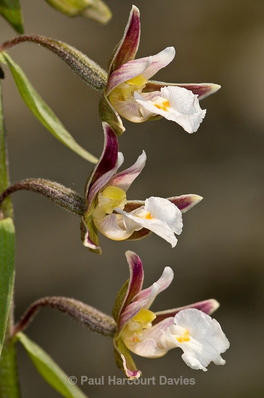  - Orchids - Various