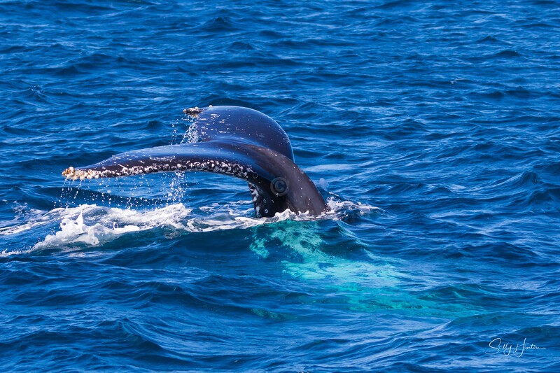 Labour Fluke 3 - Humpback Whales