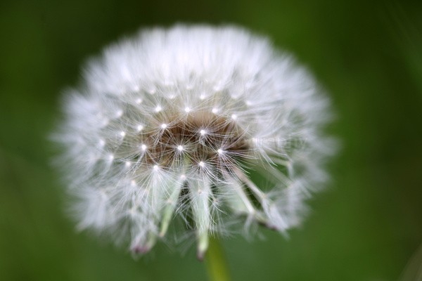 - Wild Flowers,  plants & Fungus photography, Great Britain