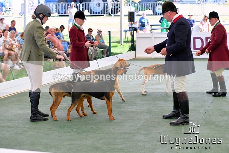 WJ5_0657 - Berks & Bucks at the Great Yorkshire Show 2025