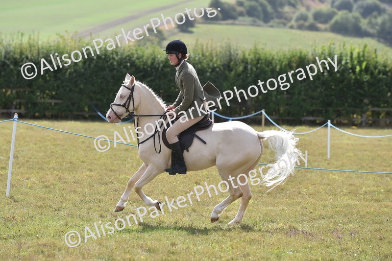 20250831-4088 - Class 13 - Working Hunter Horse or Pony