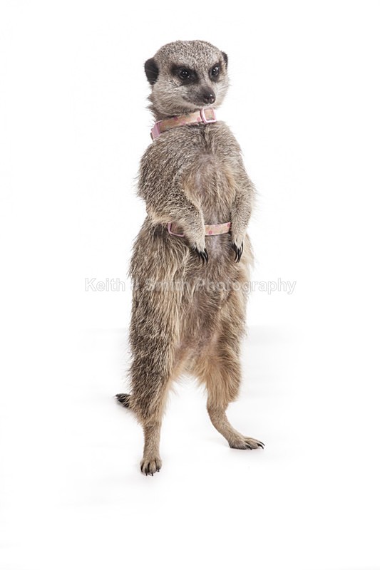 2SKJ8979 - Roaming Reptile Show. II