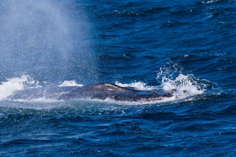 Cruising 0A3A3760 - Copy - Humpback Whales