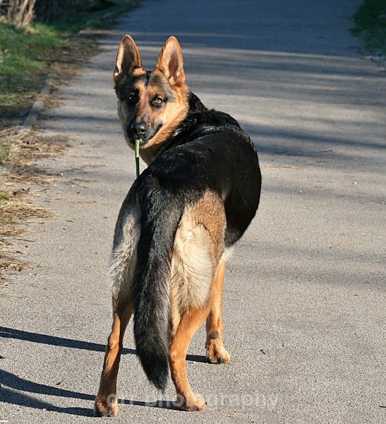 Tess - Dogs
