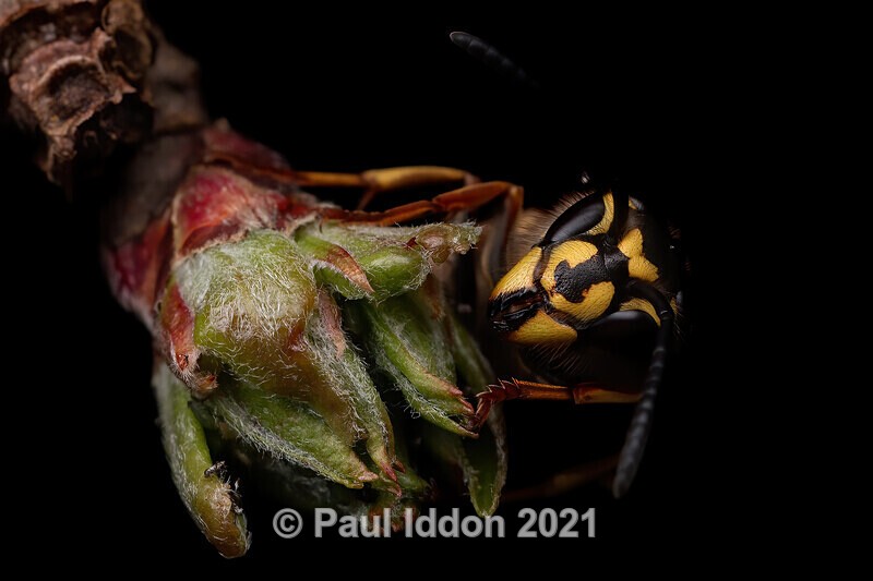 Wasp_web - Macro