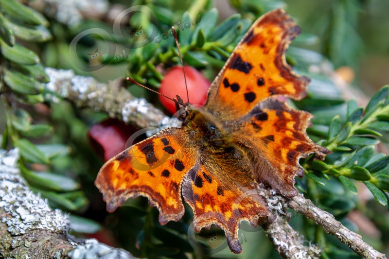 comma butterfly Polygonia c-album-3758 - Insects from around the world