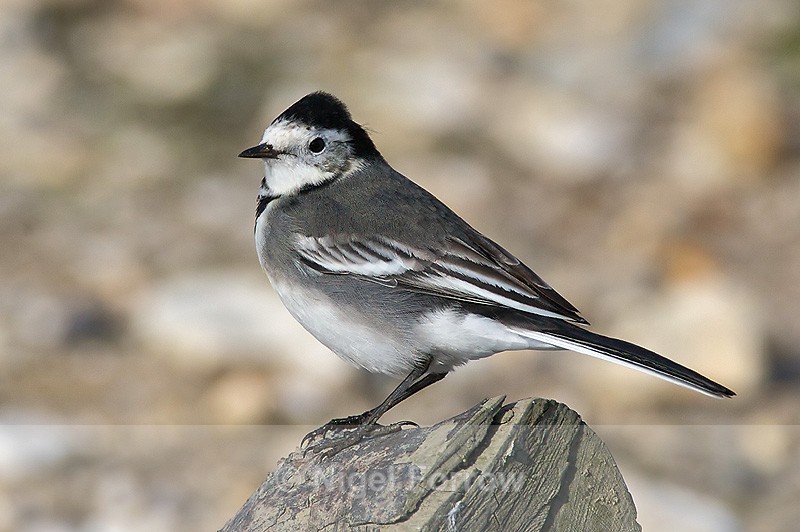 Pied (White) Wagtail perched on a log on Brownsea Island - Pied Wagtail