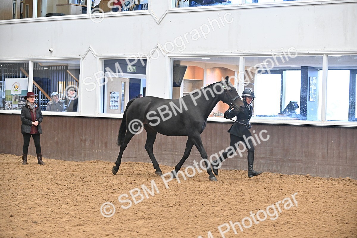SBM_000075 - Class 4 - BSHA In Hand Show Cob