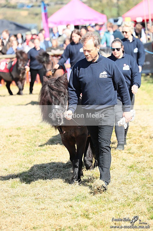 Shet 060426 35 - Shetland Pony Racing Paxford Races Easter Mon 06/04/26