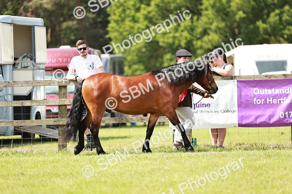 SBM_02481 - Class 14-23 - Mountain & Moorland In Hand Non Welsh