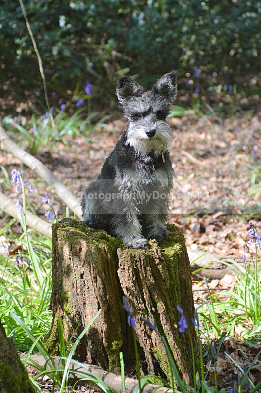  - Schnauzers