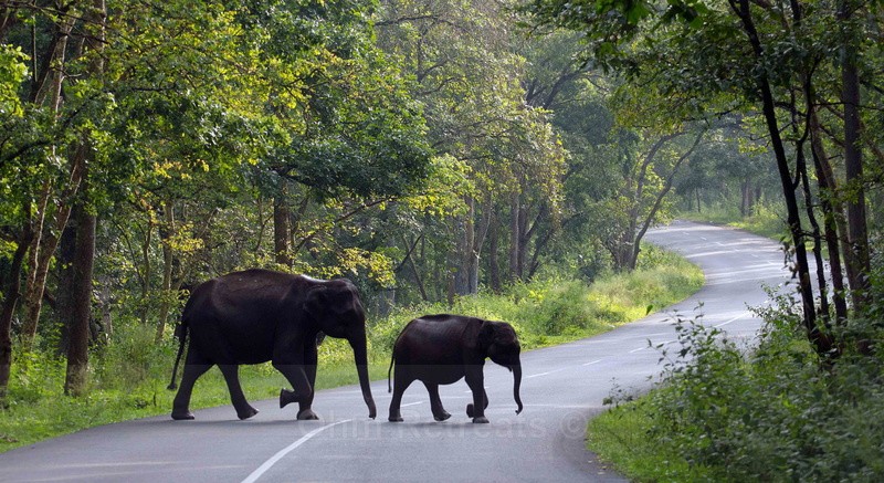 Wayanad