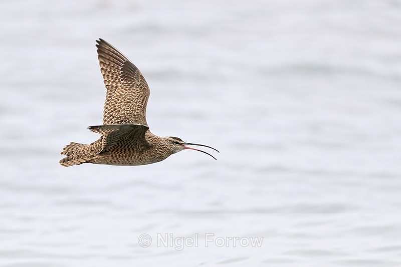 Whimbrel calling in flight, Chile - Whimbrel
