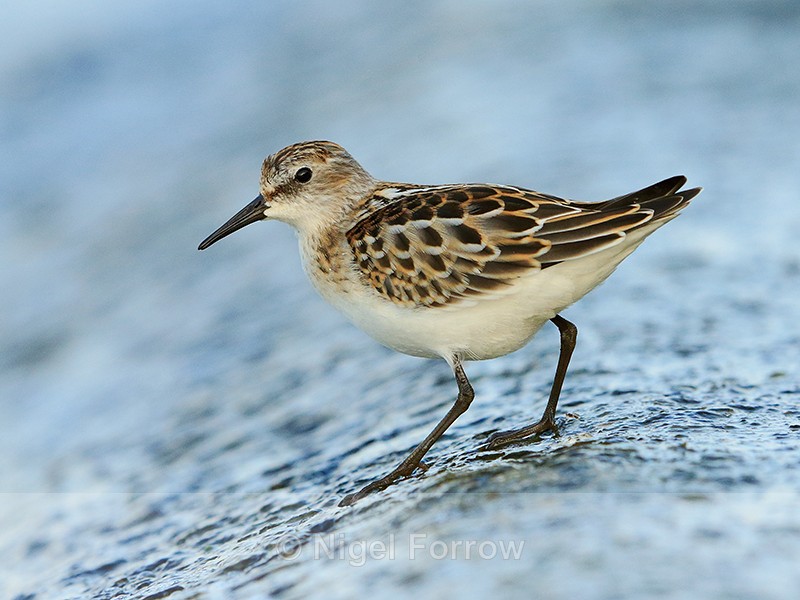Little Stint on the causeway at Farmoor Reservoir - Little Stint