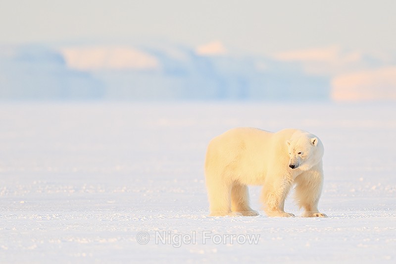 Svalbard male Polar Bear standing still on frozen fjord - Polar Bear