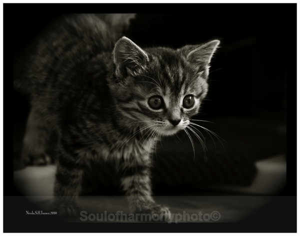 Kitten - Captured Wild life/Domestic/ livestock Animals