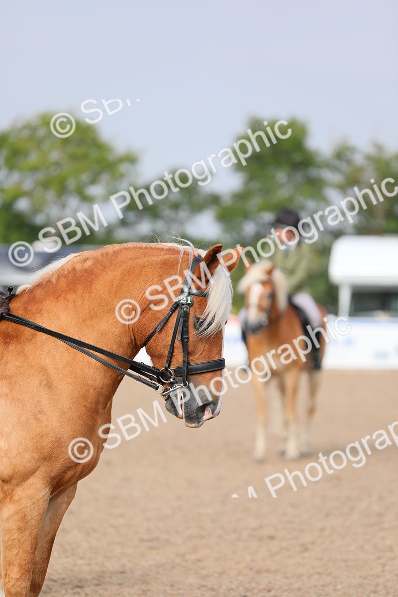 SBM_10712 - Class 303 Ridden Pure Bred Horse/Pony (excl M&M)