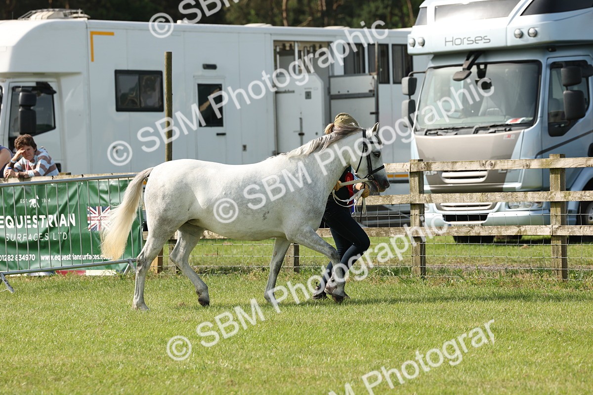 SBM_00795 - Class 6-13 - Mountatin and Moorland In Hand Welsh Breeds