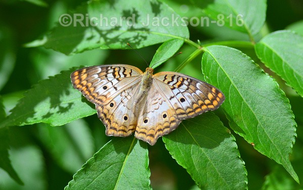 Peacock Butterfly - Butterfly Gallery