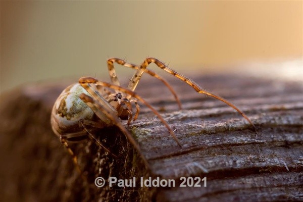 Spider on Bird Table - Macro