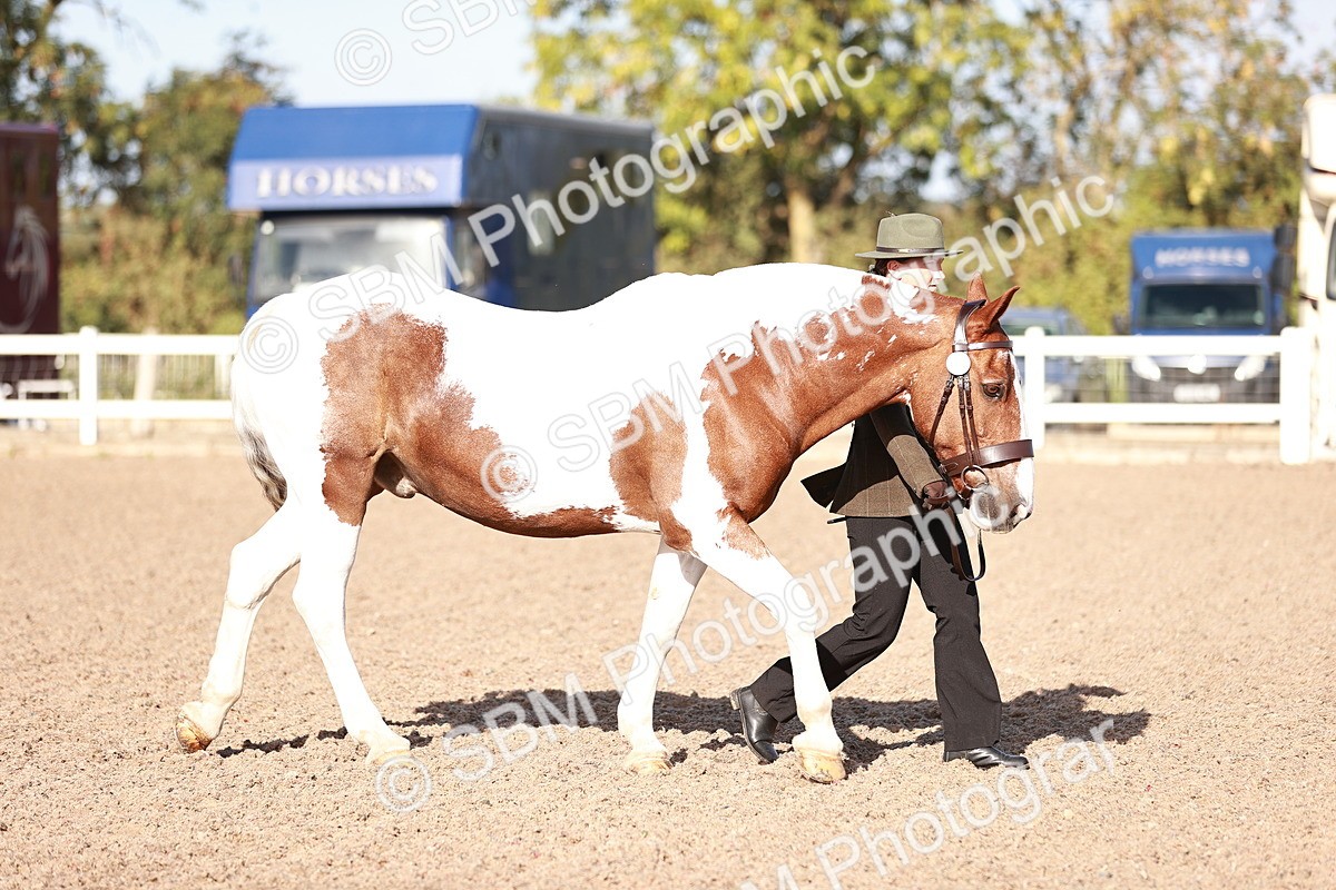 SBM_22005 - Class 702 - IH Show Horse-Pony