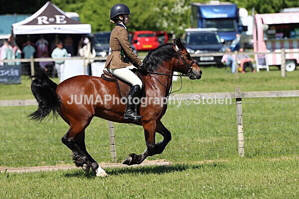 IMG_3942 - Working Hunter