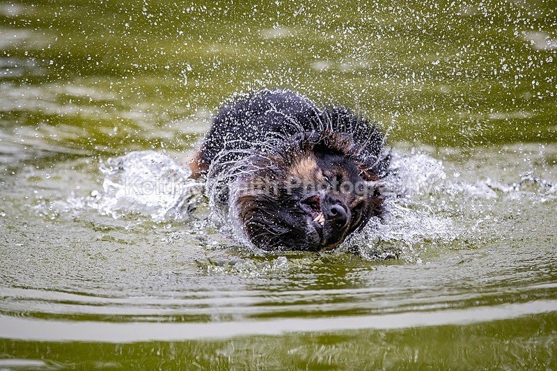 0KJS3349 - Dogs in Abington Park