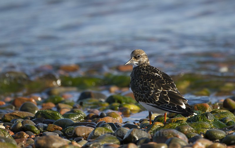 Turnstone, Chanonry Point, Moray Firth, Scotland - Turnstone, Chanonry point, Moray firth, Scotland
