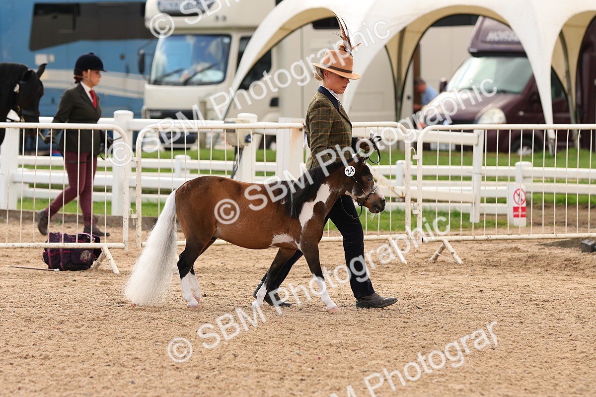 SBM_10259 - Class 206 - IH Non Show Type Pony