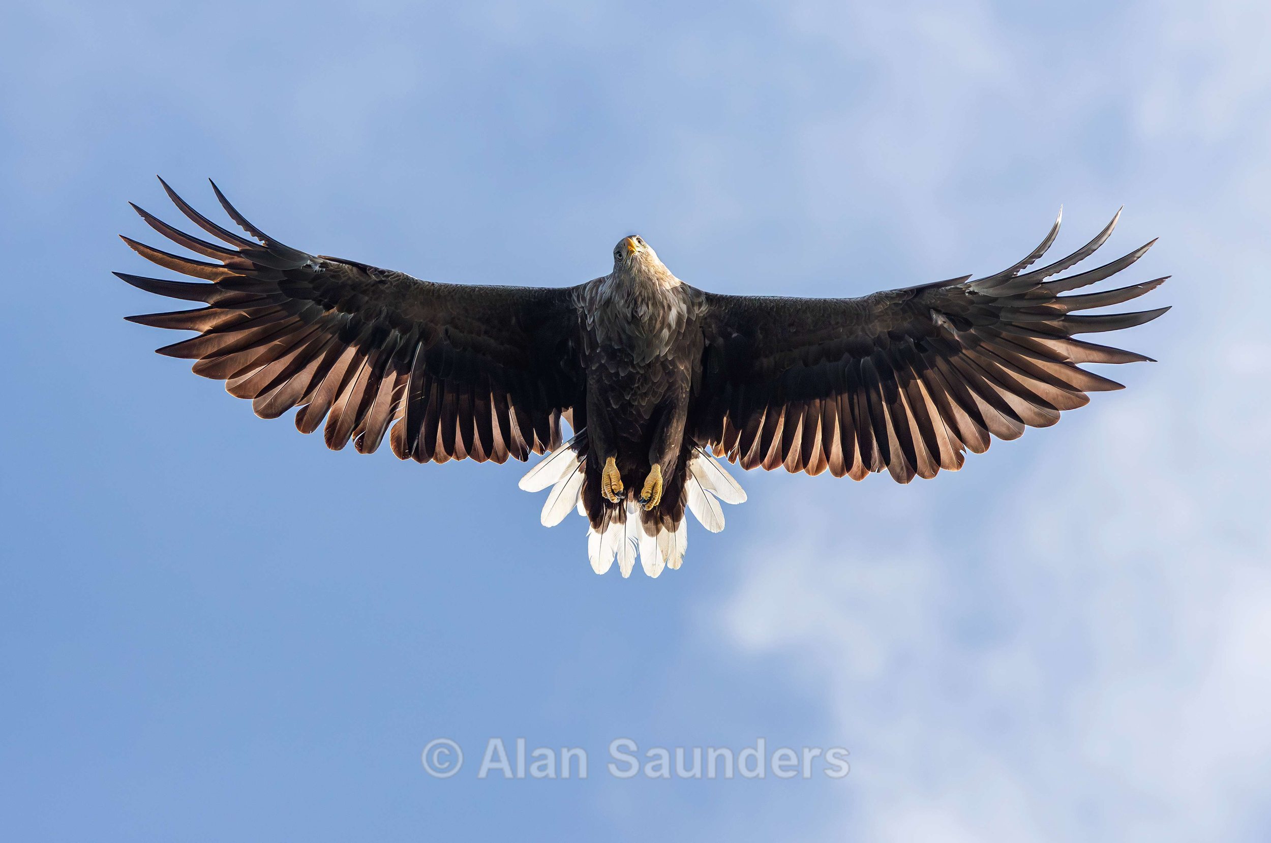 White Tailed Eagle 100