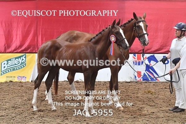 JAC_5955 - 11 Pandora of Westoak