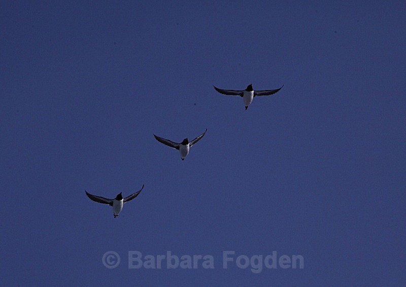 Little Auks in formation 1213 - Wildlife