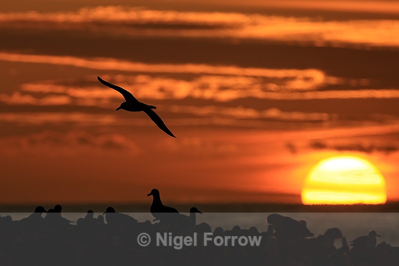 Black-browed Albatross flying over colony at sunset, Steeple Jason - Black-browed Albatross