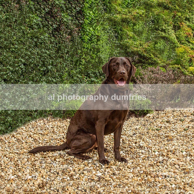 Maxx - Pet Portraits