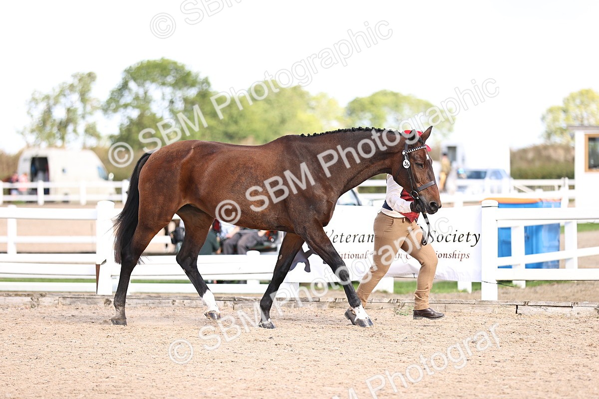 SBM_11503 - Class 407 - IH Hack-Riding Horse