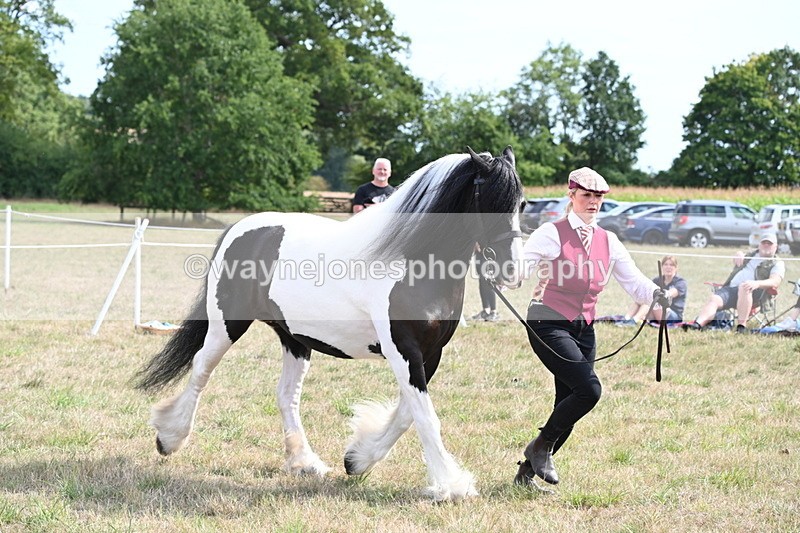 WJ6_6594 - Class 20 In-hand Cob