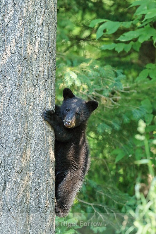 Tree-climbing Black Bear cub, Minnesota, USA - American Black Bear