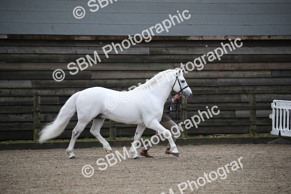 SBM_004063 - Class 1-4 - Young Stock classes Inc. In Hand Championship
