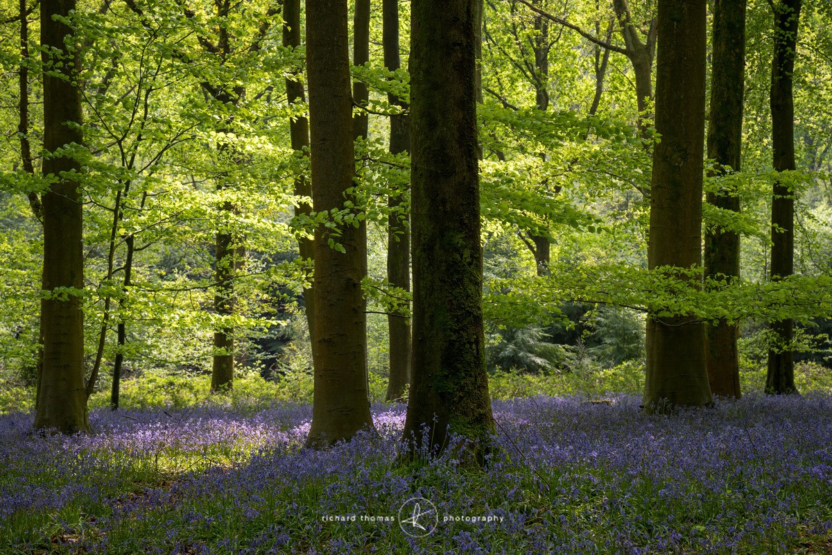 Blue shadows - BlueWood